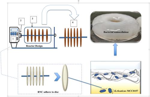 Bacterial nanocellulose: A versatile biopolymer production using a cost-effective wooden disc based rotary reactor