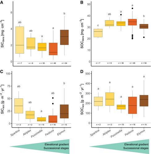 Plant-sediment interactions decouple inorganic from organic carbon stock development in salt marsh soils