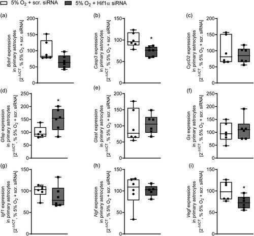 Oxygen and HIF1α-dependent SDF1 expression in primary astrocytes