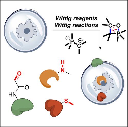 More than just Alkene Construction – Re-Using Wittig Reactions/Reagents in Biomacromolecular Labeling, Imaging, Sequencing and Modification