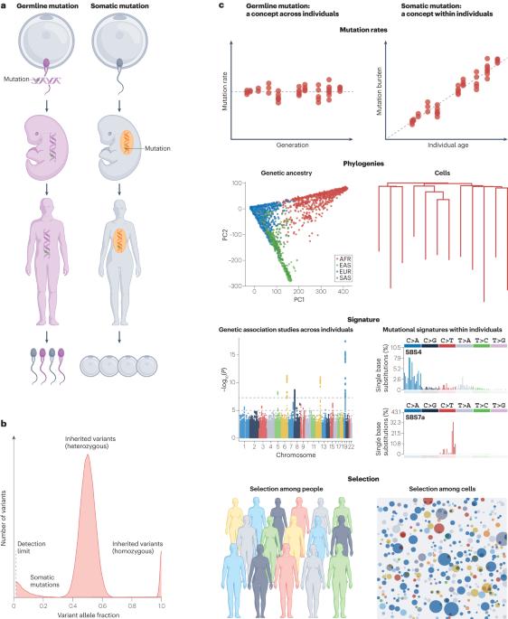 Genetic variation across and within individuals