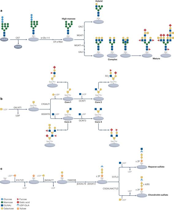 Protein glycosylation in cardiovascular health and disease