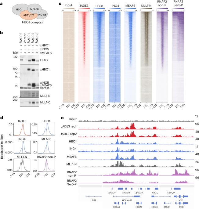 Guiding the HBO1 complex function through the JADE subunit