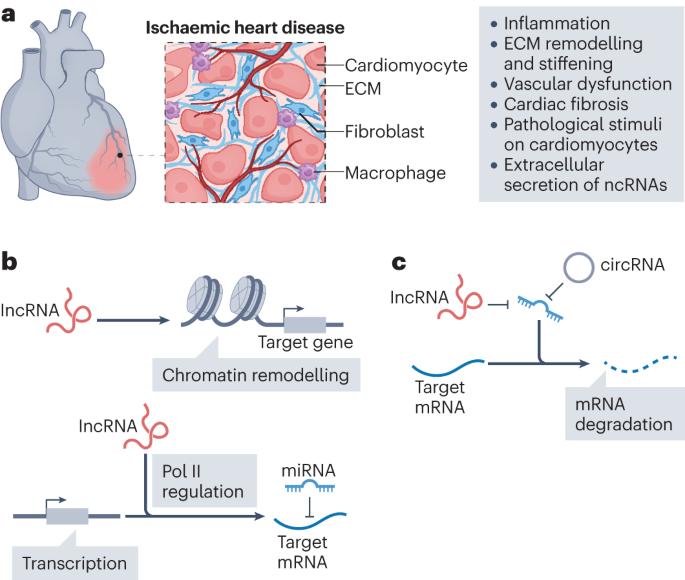 Non-coding RNAs as therapeutic targets and biomarkers in ischaemic heart disease