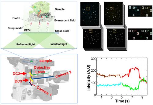 Developing Multichannel smFRET Approach to Dissecting Ribosomal Mechanisms