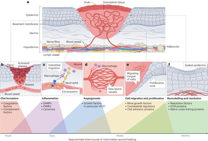 Cellular and molecular mechanisms of skin wound healing