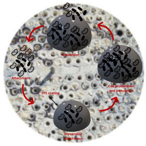 Microbiological aspects and challenges of dairy powders – II: Biofilm/biofouling