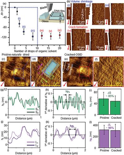 On-Demand Crack Formation on DNA Film via Organic Solvent-Induced Dehydration