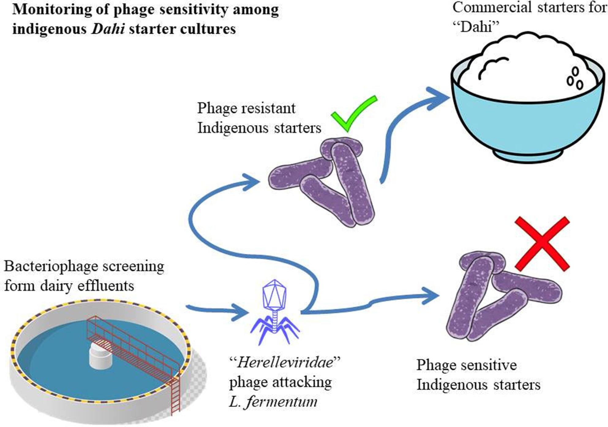 Selection of robust starters from household dahi and assessment of their sensitivity to bacteriophage isolated from dairy effluents