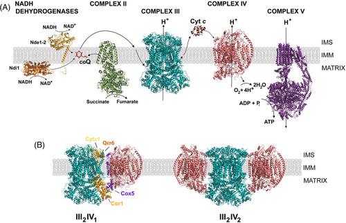 Mitochondrial respiratory supercomplexes of the yeast Saccharomyces cerevisiae