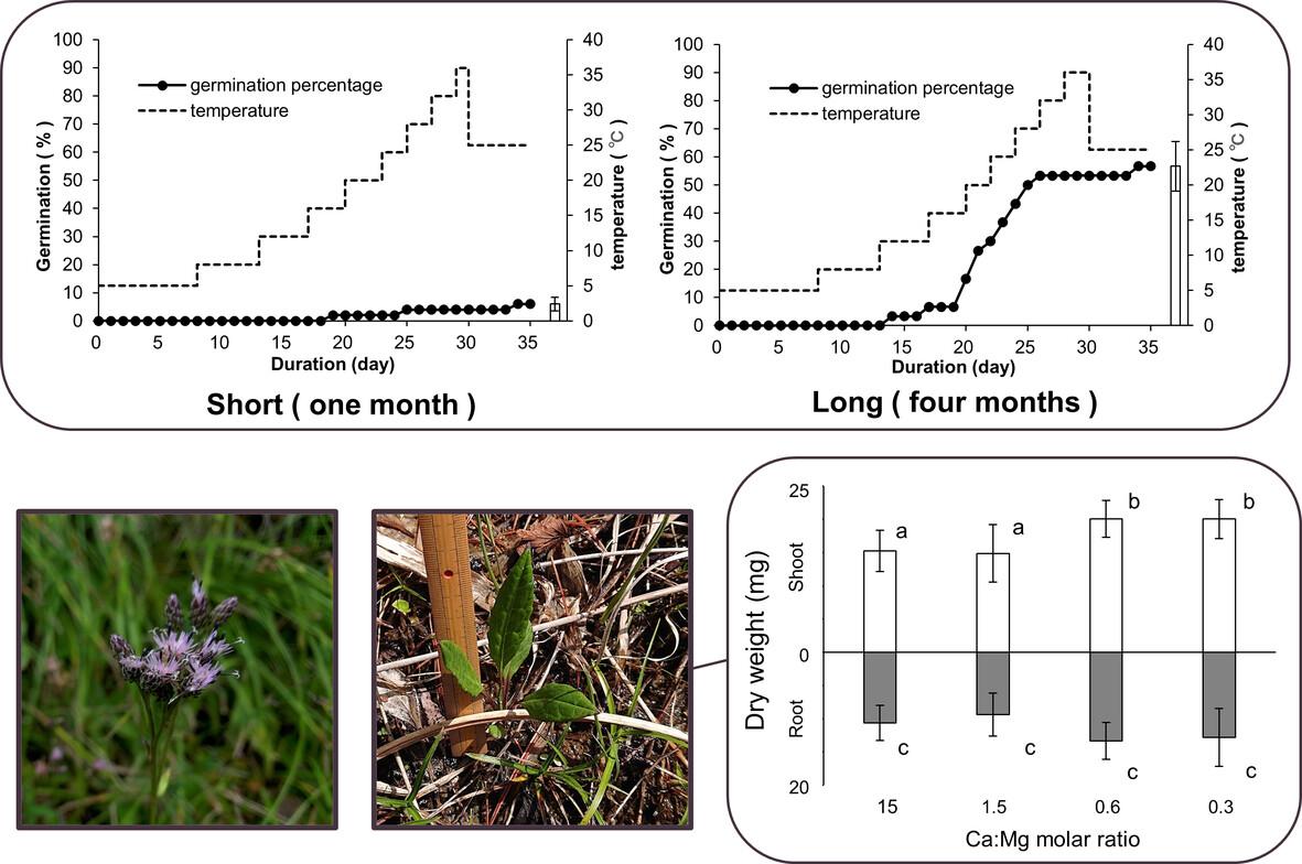 Factors controlling germination and seedling growth of an endangered Saussurea species (Asteraceae) endemic to serpentine areas in Japan