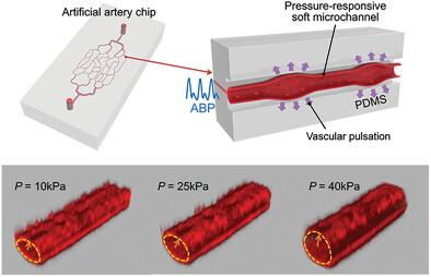 Artificial Vascular with Pressure-Responsive Property based on Deformable Microfluidic Channels