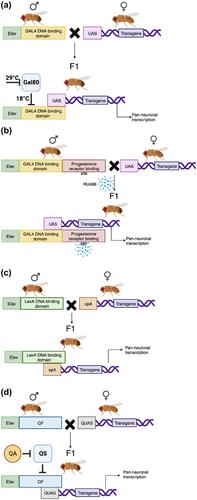 Using Drosophila amyloid toxicity models to study Alzheimer's disease