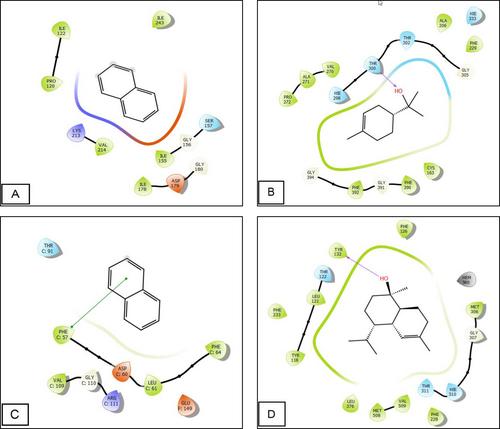 Chemical Profiling and Antioxidant, Antimicrobial, and Hemolytic Properties of Euphorbia calyptrata (l.) Essential oils: in Vitro and in Silico Analysis