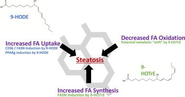 9-HODE and 9-HOTrE alter mitochondrial metabolism, increase triglycerides, and perturb fatty acid uptake and synthesis associated gene expression in HepG2 cells