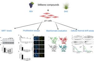 A proteasome-dependent inhibition of SIRT-1 by the resveratrol analogue 4,4′-dihydroxy-trans-stilbene