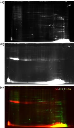 Methods comparison of two-dimensional gel electrophoresis for host cell protein characterization