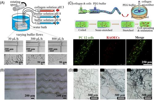 Sustainable biomedical microfibers from natural products