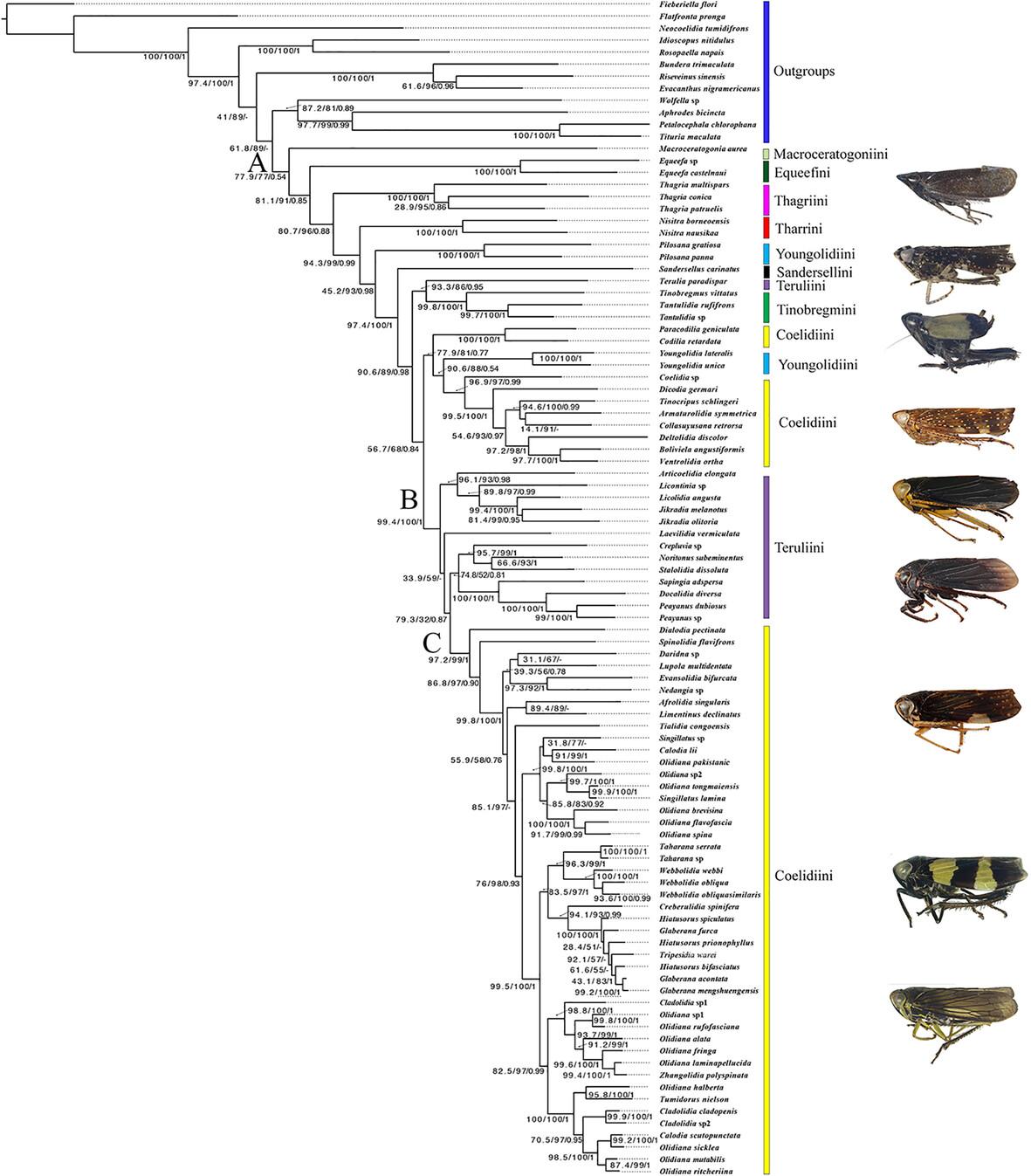 Phylogeny and historical biogeography of the leafhopper subfamily Coelidiinae (Hemiptera: Cicadellidae) based on morphological and molecular data