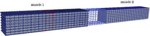 Coupled simulations and parameter inversion for neural system and electrophysiological muscle models