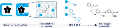 Designing Michaelases: exploration of novel protein scaffolds for iminium biocatalysis†