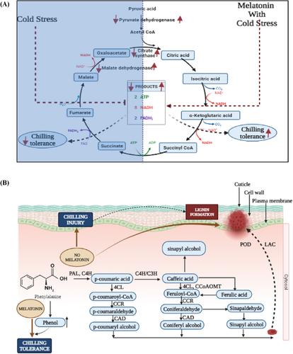 The mechanisms of melatonin in low-temperature stress tolerance in postharvest fruits and vegetables