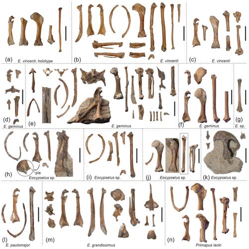 New fossils of Eocypselus and Primapus from the British London Clay reveal a high taxonomic and ecological diversity of early Eocene swift-like apodiform birds