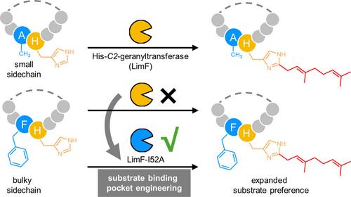 Modulating the Acceptor Preference of His-C-Geranyltransferase LimF