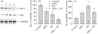 The Combined Effects of Melatonin and Diethyldithiocarbamate on Mouse N1E-115 Neuroblastoma Cells (Clone C-1300)