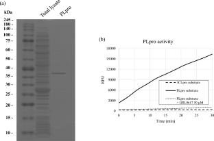 Inhibitory effects of senkyuchachosan on SARS-CoV-2 papain-like protease activity in vitro