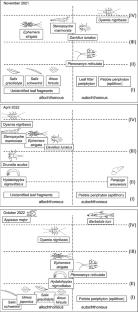 Allochthonous versus autochthonous carbon subsidies in small river food webs depend on seasonality and riparian tree species