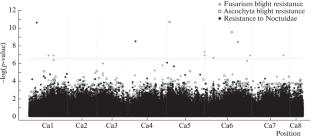 Genome-Wide Association Analysis in Chickpea Landraces and Cultivars