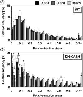 A homeostatic role of nucleus-actin filament coupling in the regulation of cellular traction forces in fibroblasts