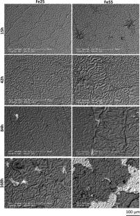 Effect of Fe Concentration on the High Temperature Oxidation Behavior of Fex(CrAlNi)100−x Medium Entropy Alloys