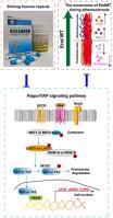 Zhilong Huoxue Tongyu capsule protects against atherosclerosis by suppressing EndMT via modulating Hippo/YAP signaling pathway