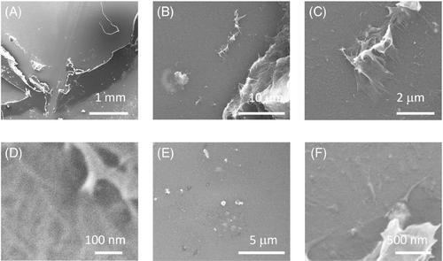 Microplastic and nanoplastic debris left behind by a plastic water tank subjected to a mimicked bushfire