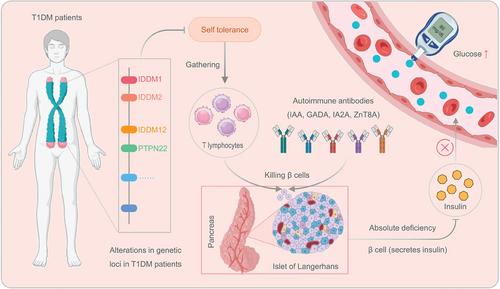 Impact of diabetes mellitus on tuberculosis prevention, diagnosis, and treatment from an immunologic perspective