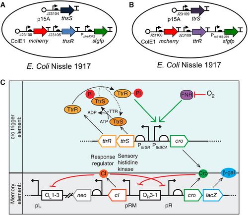 Recent advances in bacteria-based platforms for inflammatory bowel diseases treatment