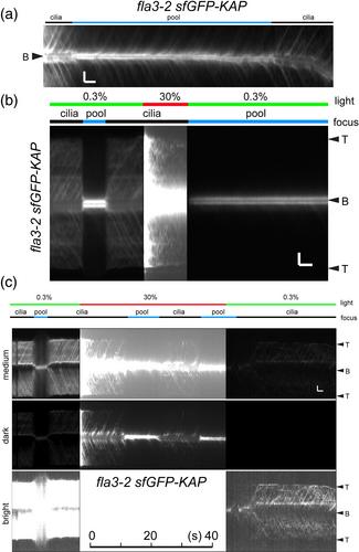 Distribution and bulk flow analyses of the intraflagellar transport (IFT) motor kinesin-2 support an “on-demand” model for Chlamydomonas ciliary length control