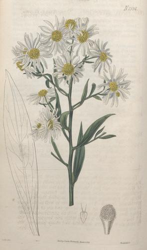 Introduction to the Compositae of the North American Prairies