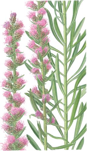 1083. Liatris aspera Michx.: Compositae