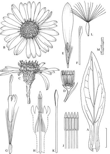 1079. Symphyotrichum laeve (L.) Á. Löve & D. Löve: Compositae