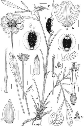 1080. Coreopsis lanceolata L.: Compositae
