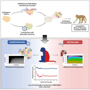 Impact of CRISPR/HDR editing versus lentiviral transduction on long-term engraftment and clonal dynamics of HSPCs in rhesus macaques.