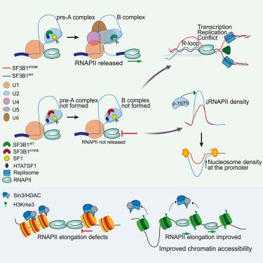 Transcription elongation defects link oncogenic SF3B1 mutations to targetable alterations in chromatin landscape.