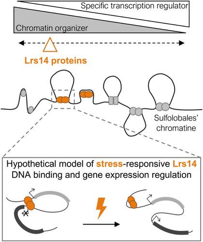 The Lrs14 family of DNA-binding proteins as nucleoid-associated proteins in the Crenarchaeal order Sulfolobales