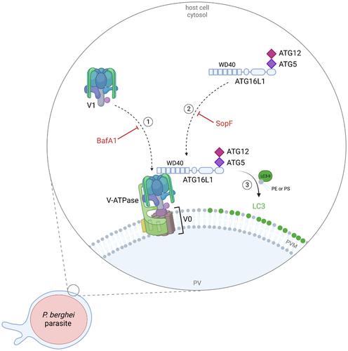 LC3B labeling of the parasitophorous vacuole membrane of Plasmodium berghei liver stage parasites depends on the V-ATPase and ATG16L1