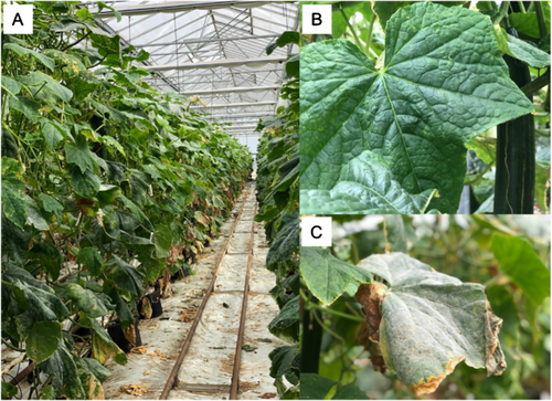 Challenges and opportunities for increasing the use of low-risk plant protection products in sustainable production. A review