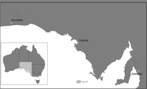 Finger Fluting in Prehistoric Caves: A Critical Analysis of the Evidence for Children, Sexing and Tracing of Individuals