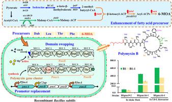 Combinatorial metabolic engineering of Bacillus subtilis for de novo production of polymyxin B